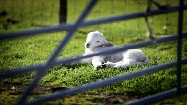 Spring lamb resting — Stock Video