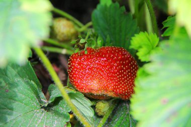 Bahçede olgunlaşmış kırmızı büyük çilek. Yaklaş.