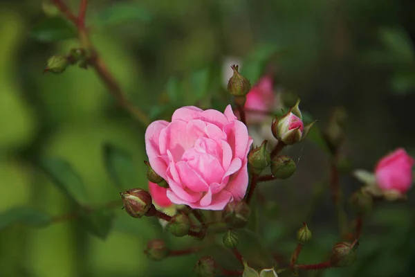 Kleine Rosa Rose Mit Knospen Sommer Garten — Stockfoto