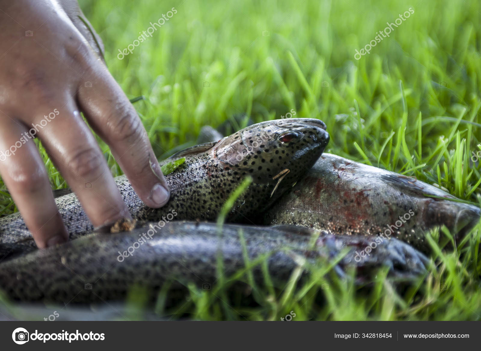 Lazy Snake Lying Grass — Stock Photo © Fotografjohnykristensen 342818454
