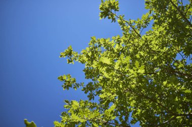 yeşil yapraklar ve mavi gökyüzü                                     