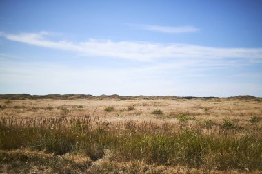 Gün batımında ağaçların silueti                               