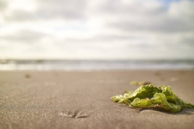 Gün batımında ağaçların silueti                               