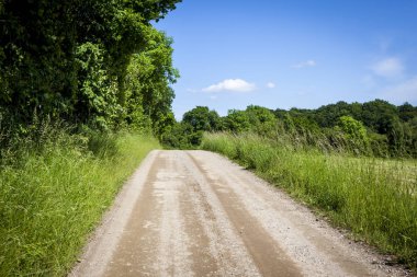 Ormanda sessiz bir yol. 