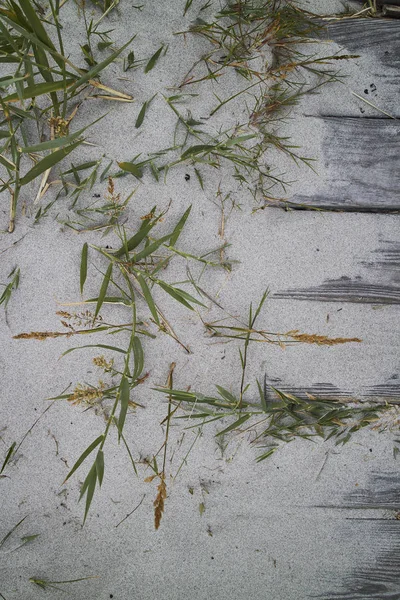 Brädan Sand Och Grönt Gräs — Stockfoto