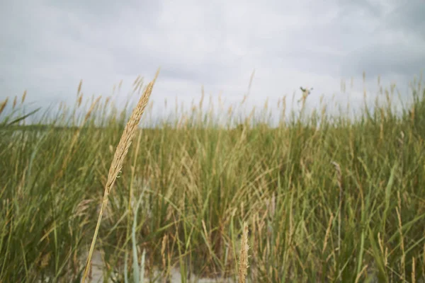 Campo Verde Cielo Gris — Foto de Stock