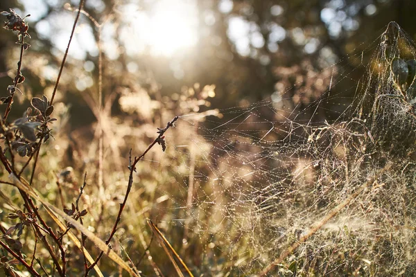 Павутинка Осінньому Листі — стокове фото