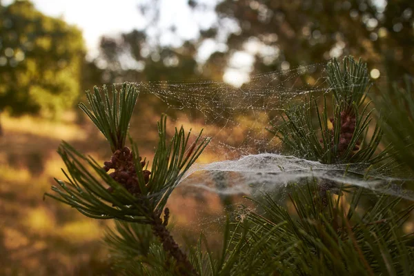 Павутинка Осінньому Листі — стокове фото