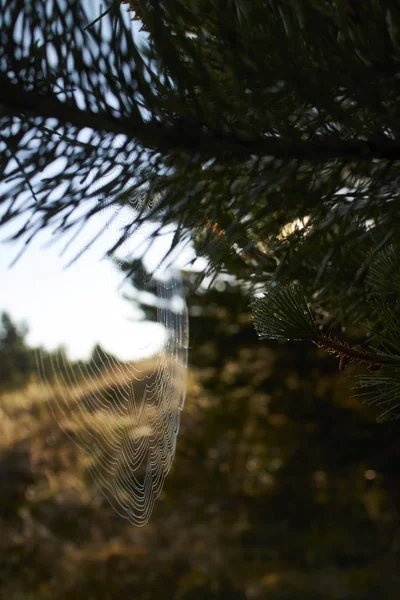 Una Telaraña Las Hojas Otoño —  Fotos de Stock