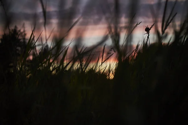 Silhueta Árvores Pôr Sol — Fotografia de Stock