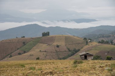Bambu kulübe ve Baan Ba Bong Peang köyü Chiang Mai, Tayland dağda sisli hareketi ile hasat pirinç teras alanları yapıldı.