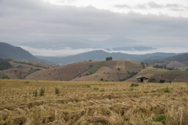 Bambu kulübe ve Baan Ba Bong Peang köyü Chiang Mai, Tayland dağda sisli hareketi ile hasat pirinç teras alanları yapıldı.