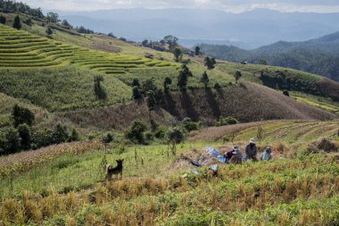 Chiang Mai, Tayland-Kasım 5: Çiftçiler Harman pirinç çeltik alanı 5 Kasım 2016 üzerinde Pa Pong Pieng, Mae Chaem, Chiang Mai, Tayland