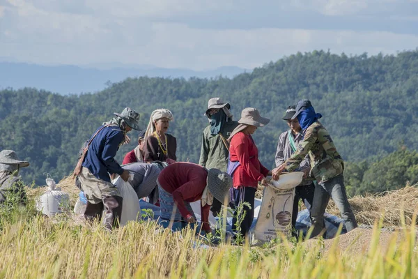 Chiang Mai, Thailand-Nov 5: Boeren propageren rijst in een Sawa op 5 November 2016 Pa Pong Pieng, Mae Chaem, Chiang Mai, Thailand — Stockfoto