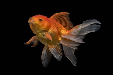 Güzel fan kuyruk goldfish içinde belgili tanımlık tank izole arka plan üzerinde Yüzme hava kabarcıkları ile