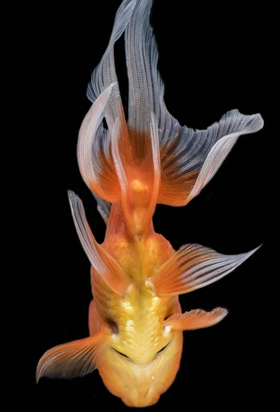 捕获在黑暗的背景下，扇尾金鱼运动运动金鱼 — 图库照片
