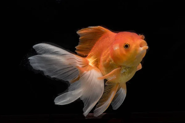 Menangkap gerakan ikan mas dengan latar belakang gelap, gerakan ikan mas Fantail — Stok Foto