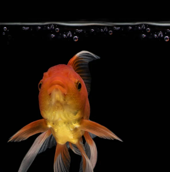 Menangkap gerakan ikan mas dengan latar belakang gelap, gerakan ikan mas Fantail — Stok Foto