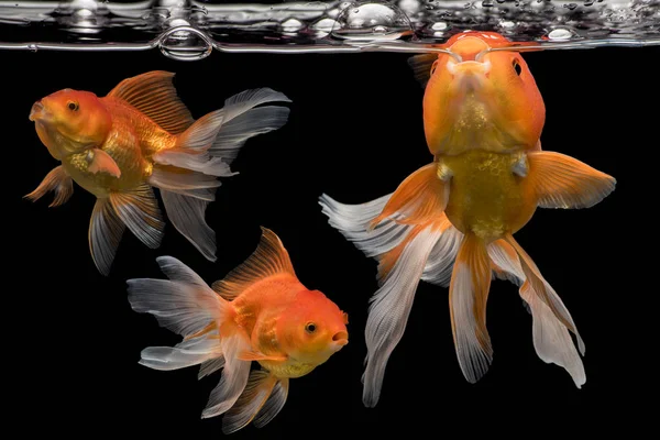 Capture goldfish movimento no fundo escuro, Fantail goldfish movimento — Fotografia de Stock