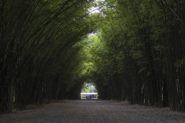 Bambu ormandaki yeşillik tünel