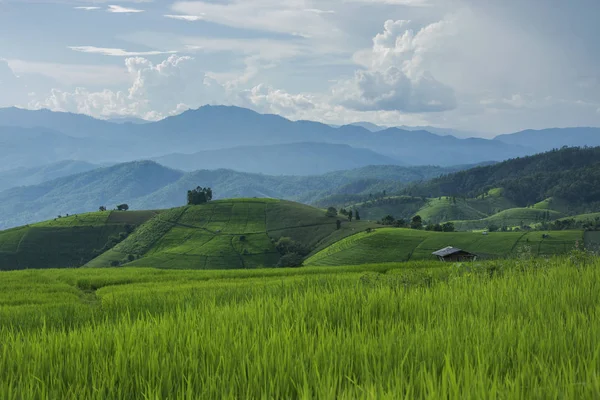 Green Terraced Rice Field en Baan Pa Bong Piang, Chiang Mai Tailandia — Foto de Stock