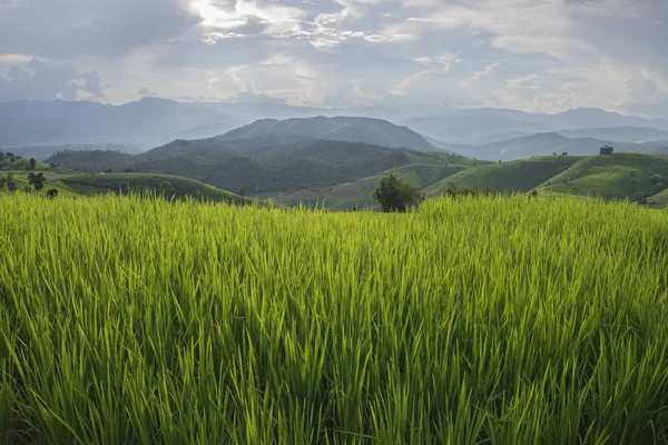 Green Terraced Rice Field en Baan Pa Bong Piang, Chiang Mai Tailandia — Foto de Stock