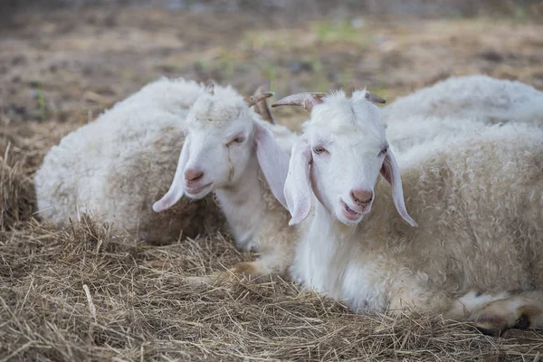 Sevimli bebek koyun grupta döşeme — Stok fotoğraf