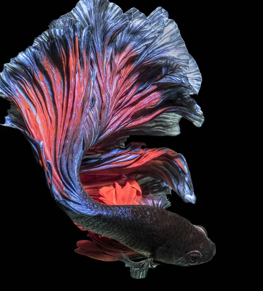 Bettafish Movimenti Mezzaluna Sfondo Buio Isolato — Foto Stock