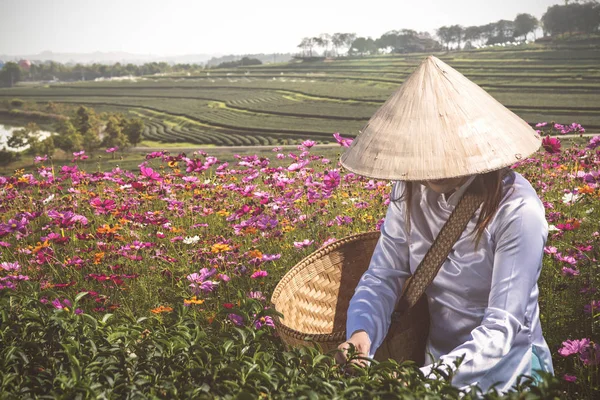 Una Vista Trasera Mujer Asiática Trabajando Con Flor Del Cosmos — Foto de Stock