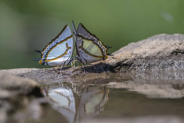 美丽的蝴蝶与水中的倒影和柔和的背景 — 图库照片