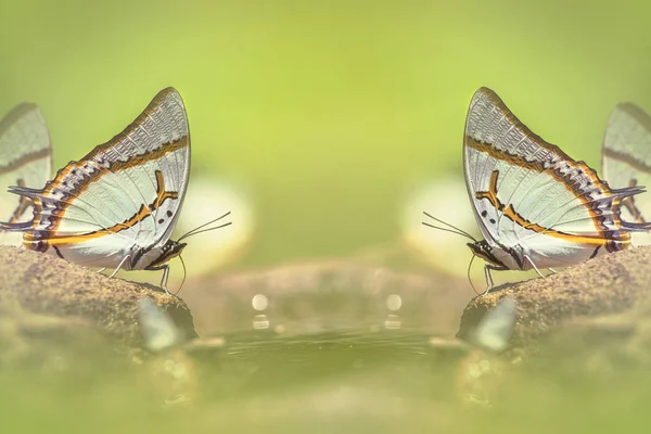 Красиве Відображення Метеликів Зелені Яко Фільтрує Розмитий Фон — стокове фото