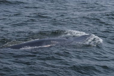 Bryde balinası Tayland körfezinde su sıçratarak besleniyor.