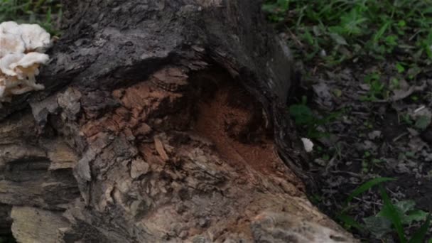 Largo Tiro Controle Deslizante Cogumelo Cresce Log Árvore — Vídeo de Stock