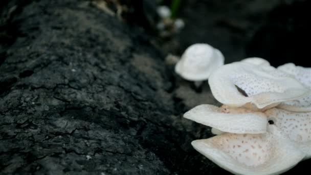 Sliding Close Shot Mashrooms Growing Dead Log — Stock Video