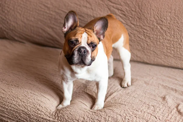 Tatlı Fransız bulldog 'unun portresi, beyaz ve kahverengi küçük köpek.