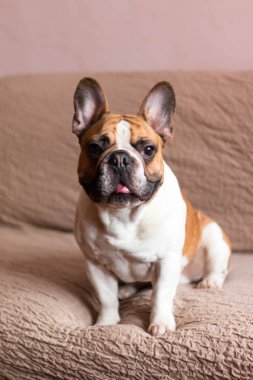 Tatlı Fransız bulldog 'unun portresi, beyaz ve kahverengi küçük köpek.