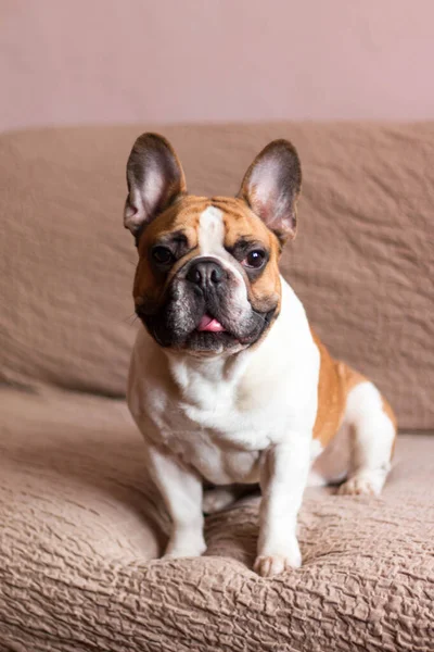 Tatlı Fransız bulldog 'unun portresi, beyaz ve kahverengi küçük köpek.