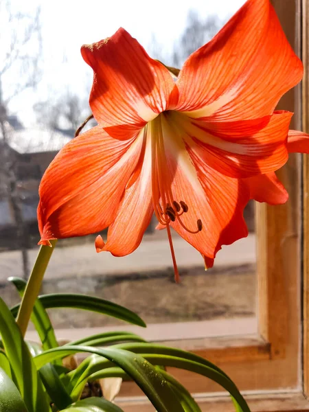 Red Amaryllis Flower Window — Stock Photo, Image