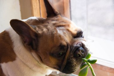 Fransız bulldog pencereye oturmuş nazikçe para ağacını yiyor.