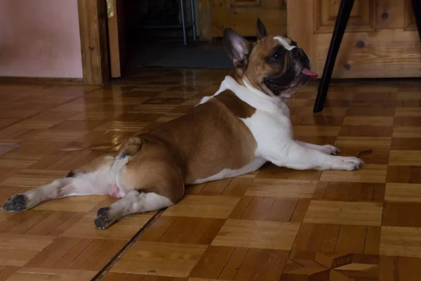 Red White French Bulldog Lies Beautiful Wooden Parquet — Stock Photo, Image
