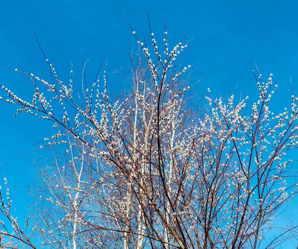 蓝天背景下盛开的柳树 — 图库照片