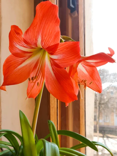Red Amaryllis Flower Window — Stock Photo, Image