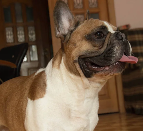 Fransız bulldog odada duruyor. Uzağa bakıyor.
