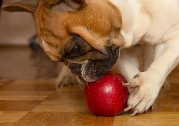 Fransız bulldog bir elmayla yerde oynuyor.