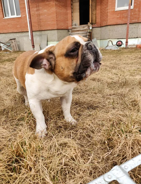 Fransız Bulldog Kuru Çimlerde Tırmıkla Oynuyor — Stok fotoğraf