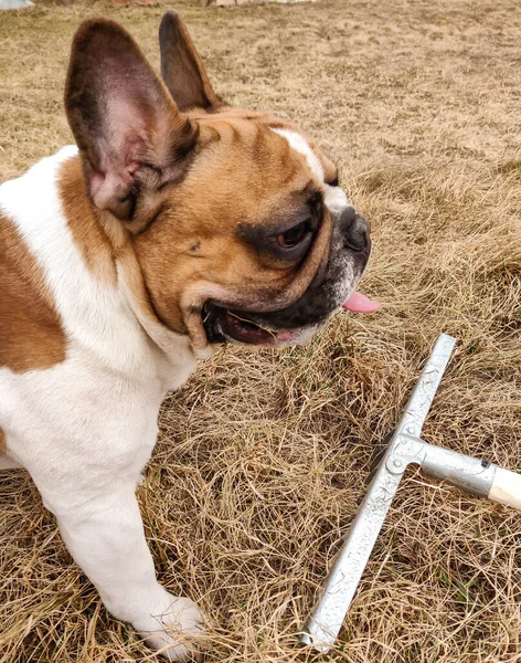 Fransız bulldog kuru çimlerde tırmıkla oynuyor.