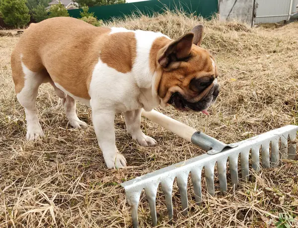 Fransız bulldog kuru çimlerde tırmıkla oynuyor.