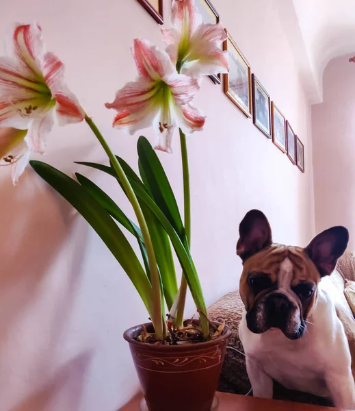 Francia Bulldog Mellett Amaryllis Virágok — Stock Fotó