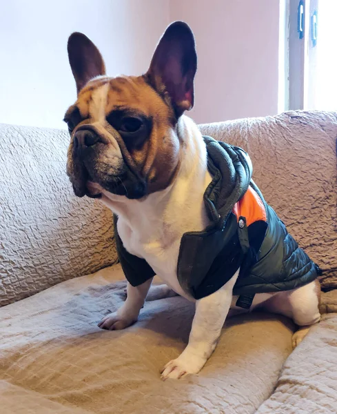 Franse Bulldog Zit Gekleed Een Jas Met Een Capuchon — Stockfoto