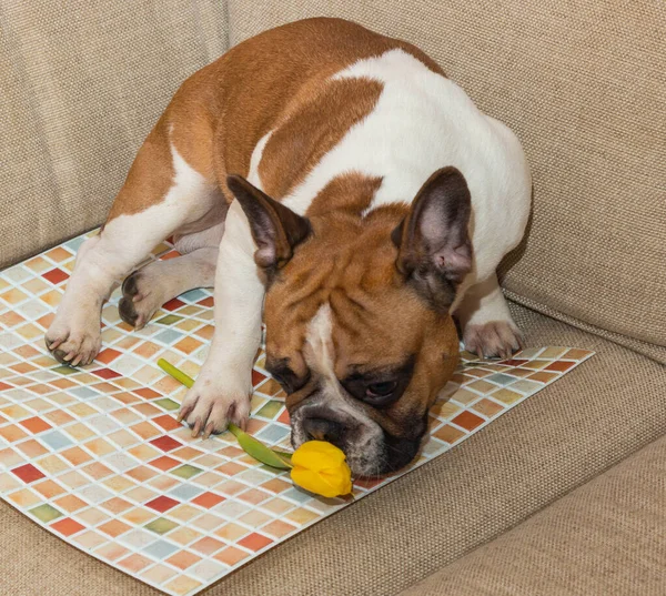 Fransız bulldog sarı lale çiçeğini kokluyor.